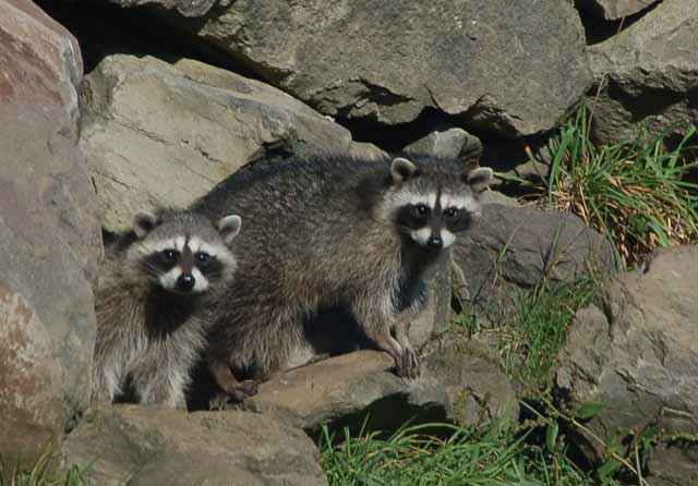 raccoons